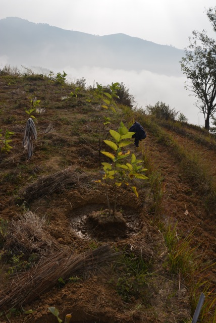 Agro-Aufforstung-mit-Pflanzenkohle-Ratanpur_Nepal