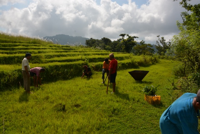 Agro-Aufforstung-mit-Pflanzenkohle-Ratanpur_Nepal