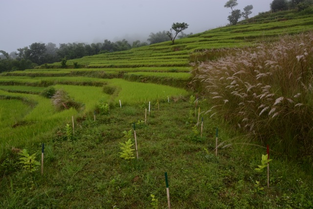 Agro-Aufforstung-mit-Pflanzenkohle-Ratanpur_Nepal