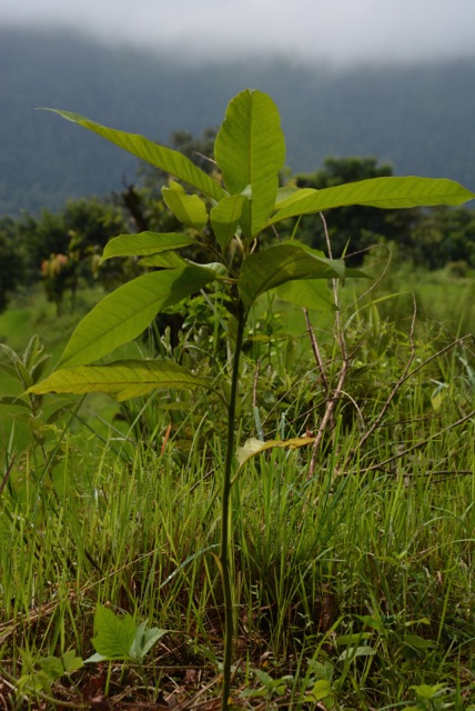 Agro-Aufforstung-mit-Pflanzenkohle-Ratanpur_Nepal